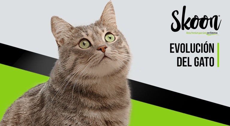 Evolución del gato: Un viaje desde la prehistoria hasta la domesticación