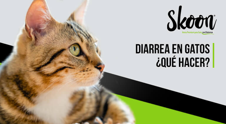 Diarrea en gatos, ¿qué hacer?