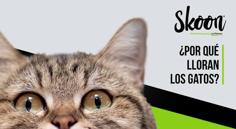 ¿Por qué lloran los gatos?