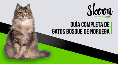 Guía completa de gatos bosque de Noruega: Características, precio y cuidados