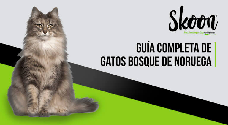 Guía completa de gatos bosque de Noruega: Características, precio y cuidados