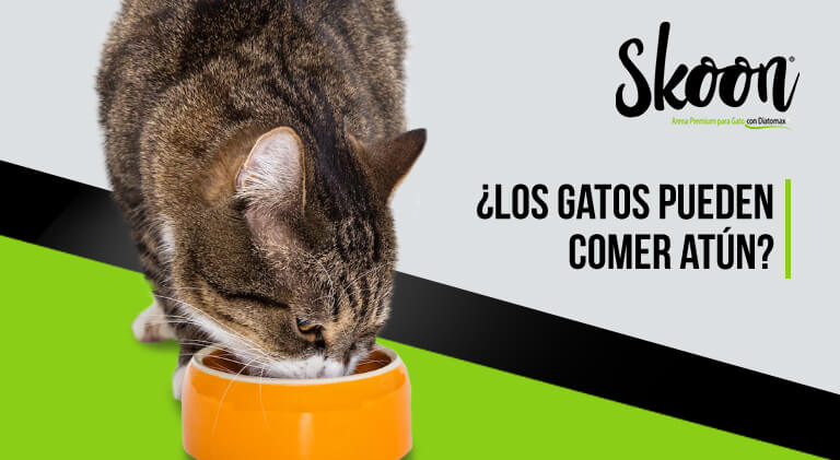 ¿Los gatos pueden comer atún? Una guía completa￼
