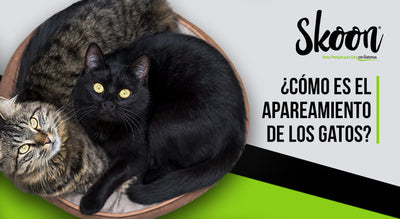 ¿Cómo es el apareamiento de los gatos?