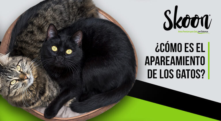 ¿Cómo es el apareamiento de los gatos?