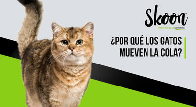 ¿Por qué los gatos mueven la cola?