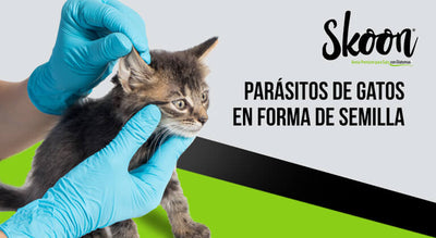 Parásitos de gatos en forma de semilla