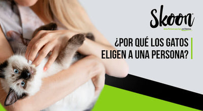 ¿Por qué los gatos eligen a una persona?