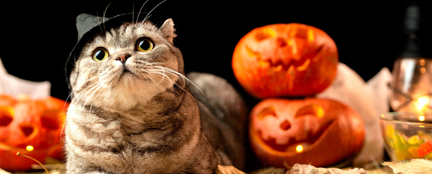 disfraces de halloween para gato