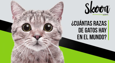 ¿Cuántas razas de gatos hay en el mundo?