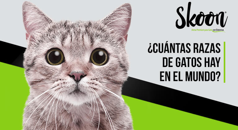 ¿Cuántas razas de gatos hay en el mundo?
