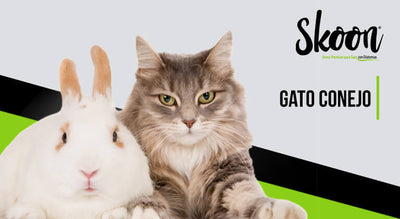 Gato conejo: ¿Existen realmente las mezclas de gatos y conejos?