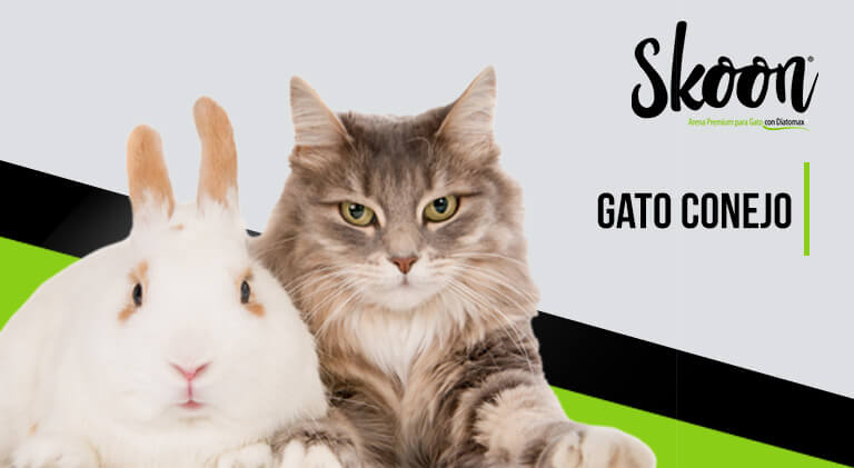 Gato conejo: ¿Existen realmente las mezclas de gatos y conejos?