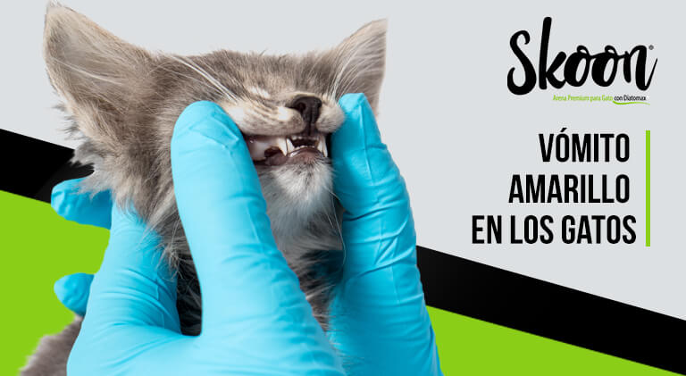 ¿Qué significa el vómito amarillo en los gatos?