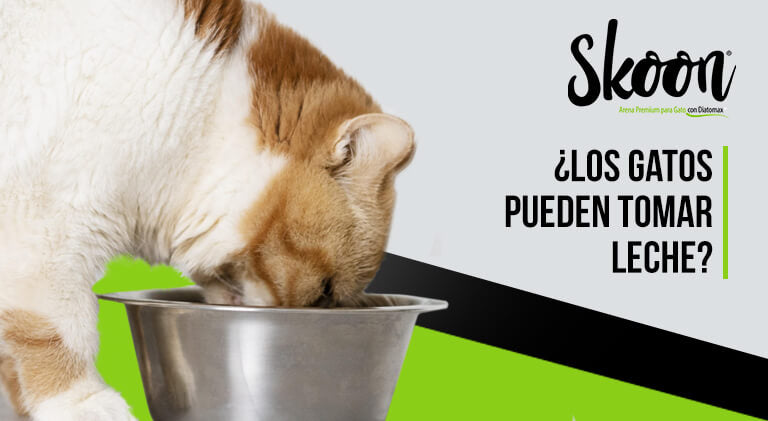 ¿Los gatos pueden tomar leche?