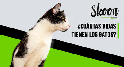 Cuántas vidas tienen los gatos