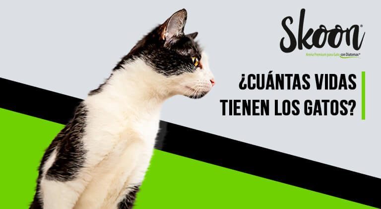 Cuántas vidas tienen los gatos
