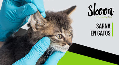 Sarna en gatos: Tratamiento, síntomas y causas