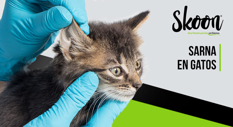 Sarna en gatos: Tratamiento, síntomas y causas