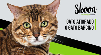 Gato atigrado o gato barcino