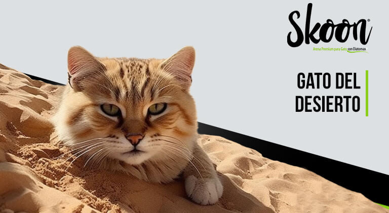Gato del desierto: Conoce al Felis Margarita y su vida en el medioambiente extremo￼