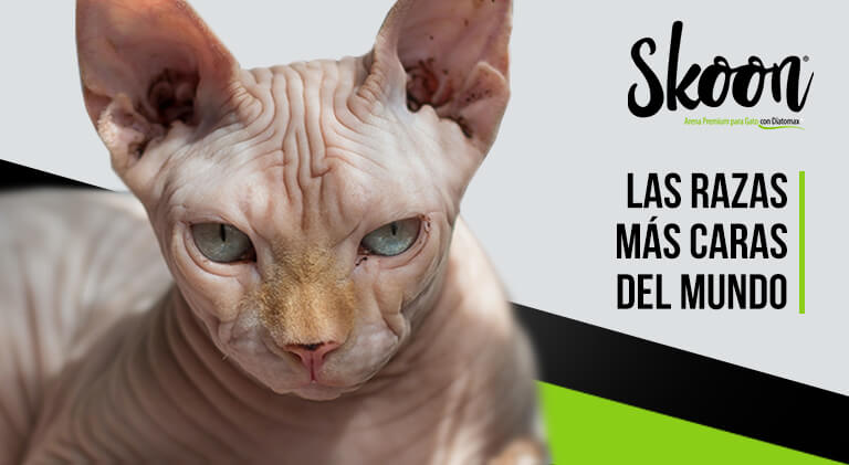 Las razas de gatos más caros del mundo