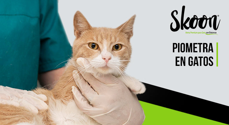Piometra en gatos: Reconocimiento y tratamiento de esta condición