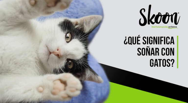 ¿Qué significa soñar con gatos?
