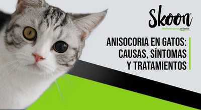 Anisocoria en gatos: Causas, síntomas y tratamientos