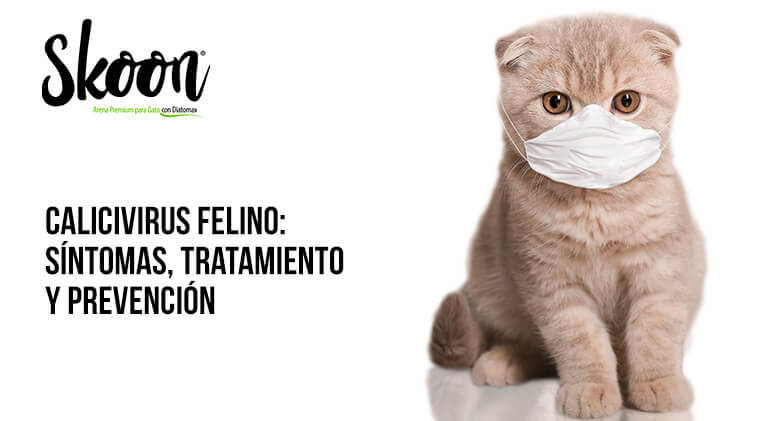 Calicivirus Felino: Síntomas, tratamiento y prevención