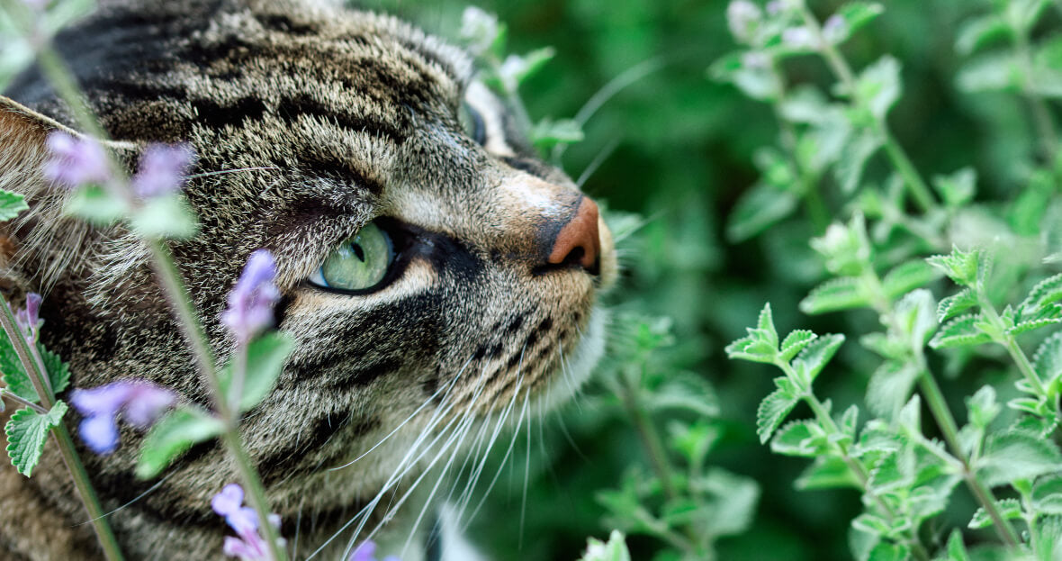 Catnip y sus efectos en los gatos