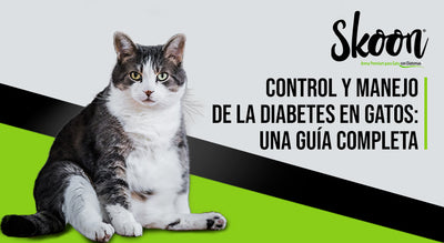 Control y manejo de la diabetes en gatos: Una guía completa