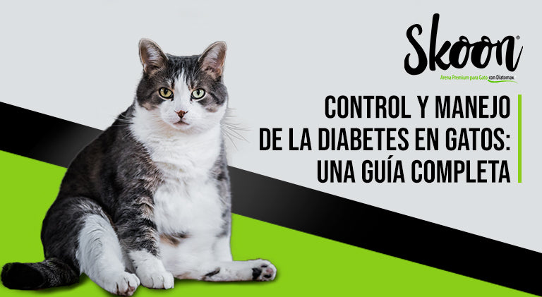 Control y manejo de la diabetes en gatos: Una guía completa