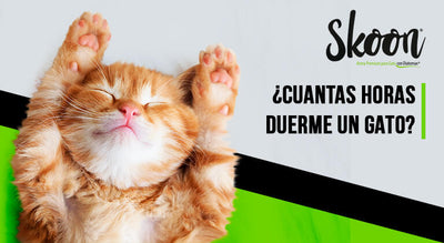 Cuantas horas duerme un gato