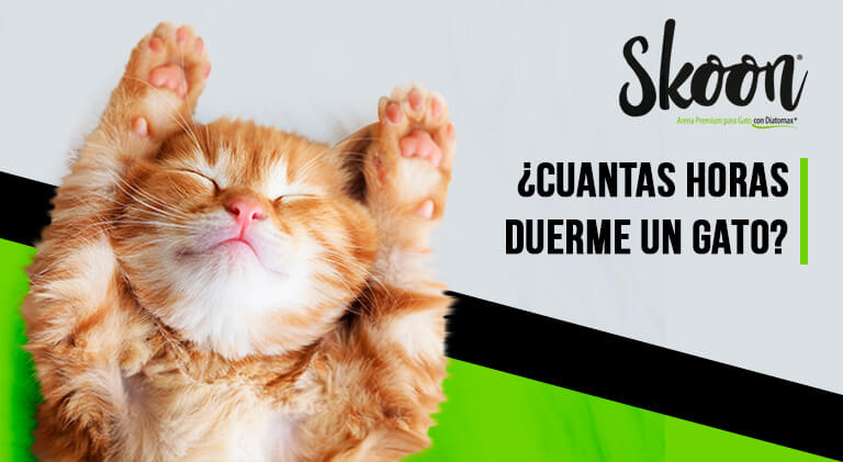 Cuantas horas duerme un gato