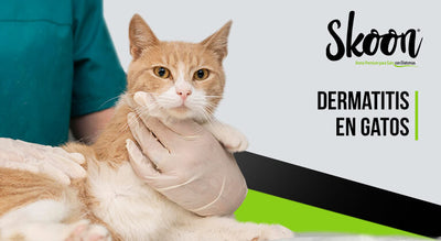 Dermatitis en gatos