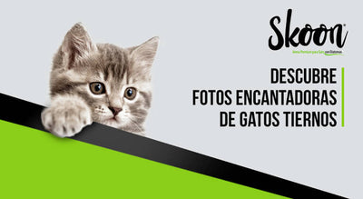 Descubre fotos encantadoras de gatos tiernos