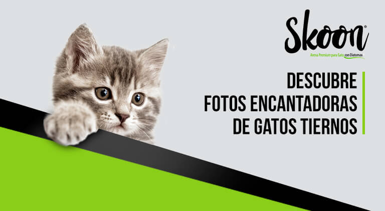Descubre fotos encantadoras de gatos tiernos