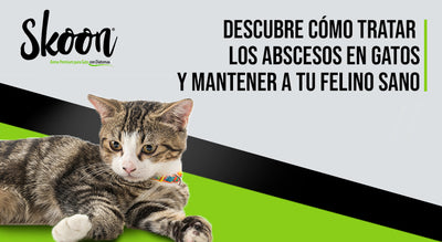 Descubre cómo tratar los abscesos en gatos para mantener a tu felino sano
