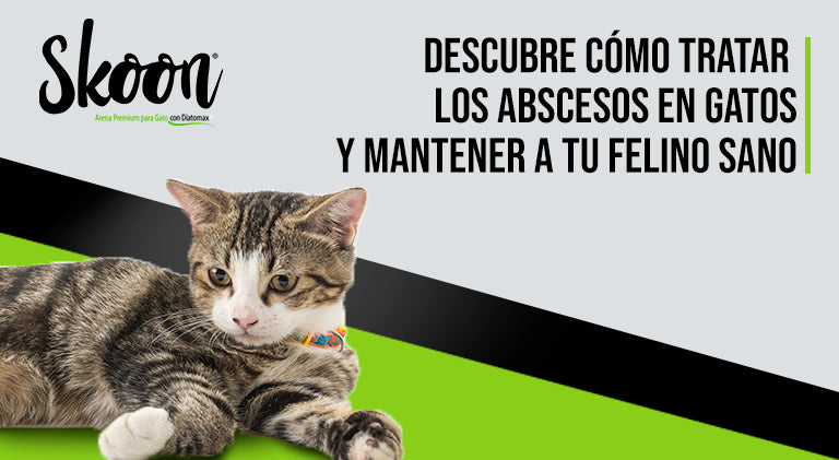 Descubre cómo tratar los abscesos en gatos para mantener a tu felino sano