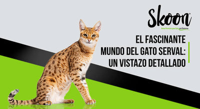 El fascinante mundo del gato serval: Un vistazo detallado