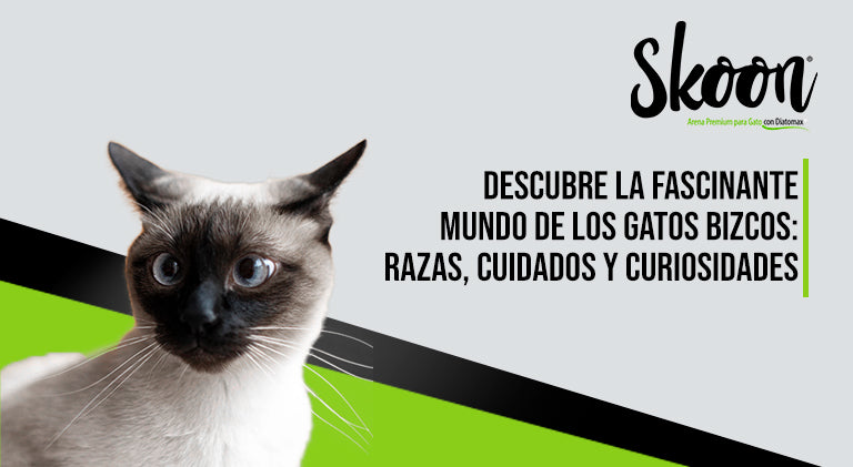 Descubre el fascinante mundo de los gatos bizcos: Razas, cuidados y curiosidades