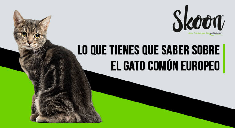 Gato europeo