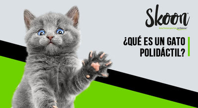 Gato polidactil
