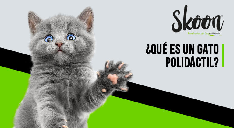 Gato polidactil