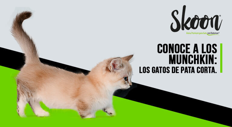 Gato Munchkin