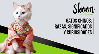 Gatos chinos: Razas, significados y curiosidades