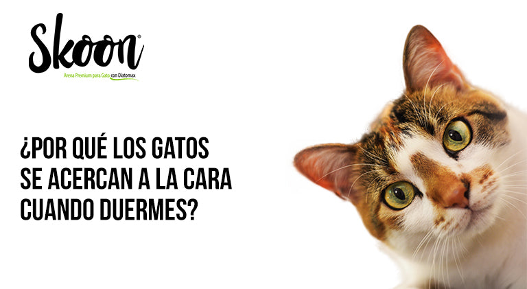 ¿Por qué los gatos se acercan a la cara cuando duermes?