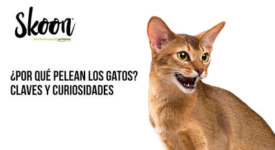¿Por qué pelean los gatos? Claves y curiosidades