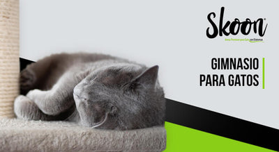 Gimnasio para gatos