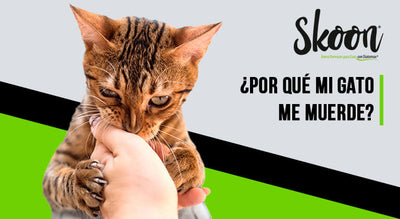 Por qué mi gato me muerde